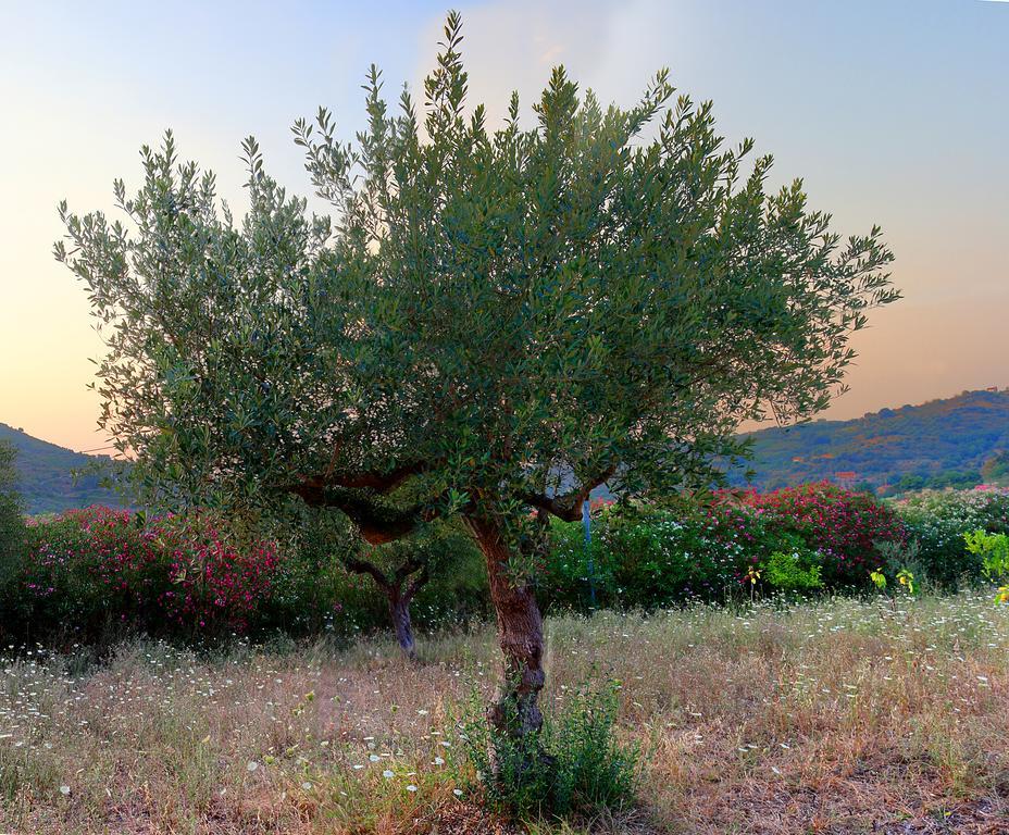 B&B Cilentum Agropoli Bagian luar foto
